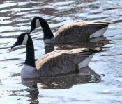 2019 03 17 Veterns MemorialPark 024